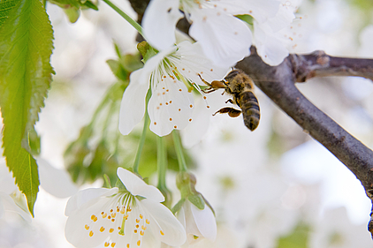 Blüte und Biene